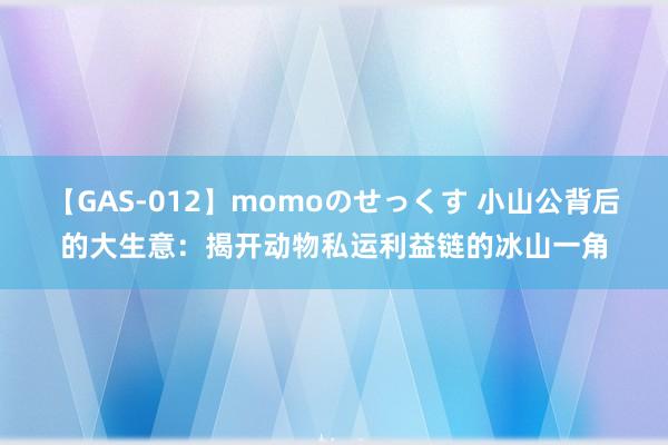 【GAS-012】momoのせっくす 小山公背后的大生意：揭开动物私运利益链的冰山一角